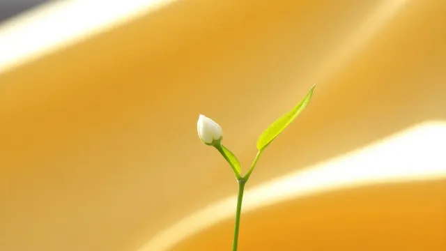 Sağlam Yeməklərlə Mətbəxinizdə Yeni Bir Səyahət